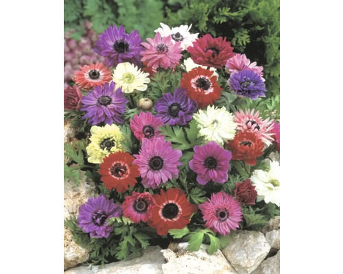 Různobarevné květy sasanky v zahradním záhonu