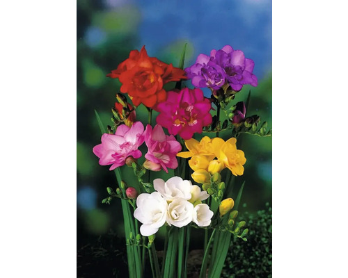 Vícebarevné květy frézie se zelenými stonky