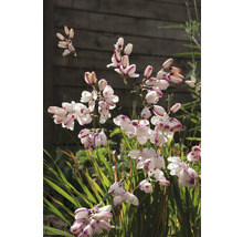 Květenství montbrécie v zahradním záhonu