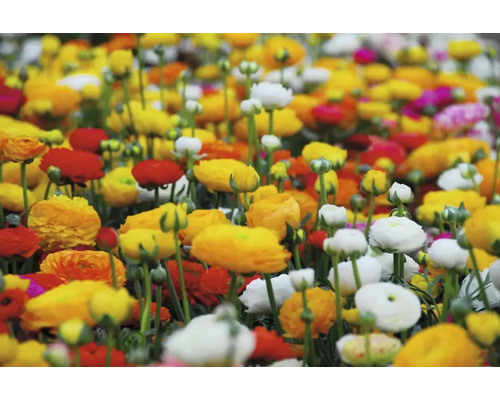 Květinové pole s různými pryskyřníky