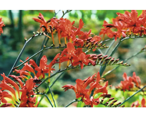 Detail květů krokosmie