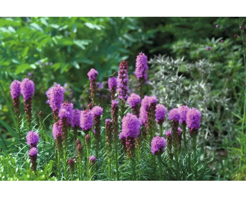 Kvetoucí šuškarda v zahradě