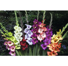 Vícebarevné aranžmá mečíků na zahradě.