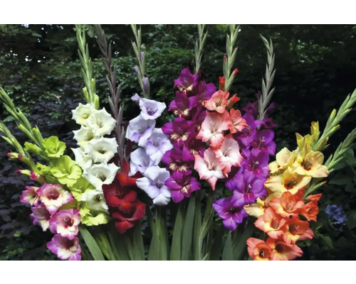 Vícebarevné aranžmá mečíků na zahradě.