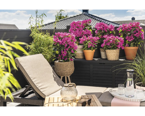 Terasa s lehátkem, rostlinami v květináčích a úložným boxem