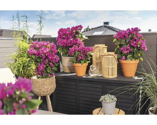 Ozdobný balkon s bugenvileou v květináčích, bambusem a lucernami na úložném boxu