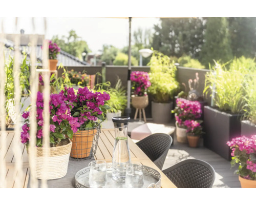 Zdobená terasa se stolem, židlemi, květinami a nápoji