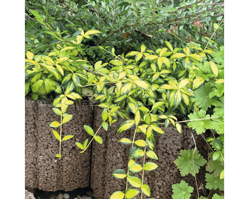 Tvárnice Rundflor 30x25x20 cm hnědá Na obrázku je brslen evropský před zdí.