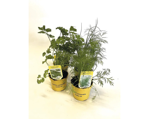 Petržel a kopr v žlutých květináčích