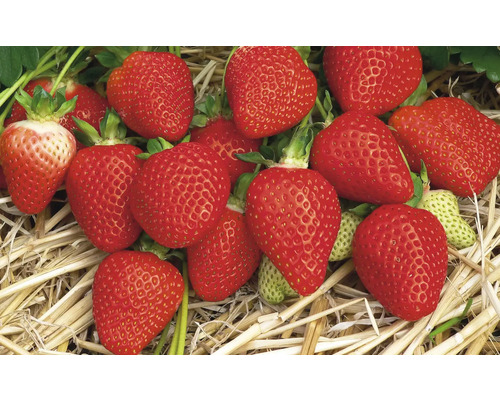 Detailní záběr jahod na slámě