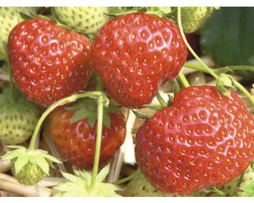 Detailní záběr jahod na rostlině