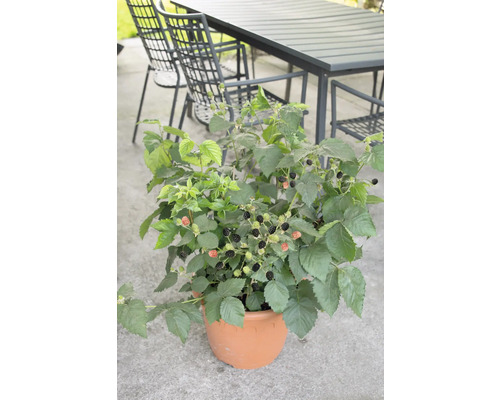 Ostružiník v květináči s zralými a nezralými plody