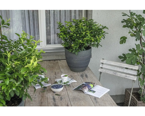 Zahradní scéna s dřevěným stolem, osázenými květináči, časopisem a miskou s borůvkami