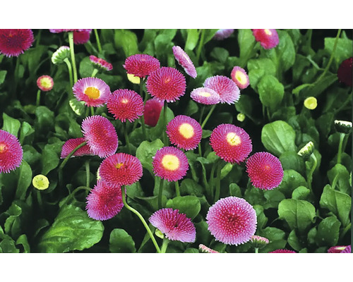 Sedmikráska chudobka Bellis perennis květináč Ø 9-10,5 cm 1 ks, různé barvy