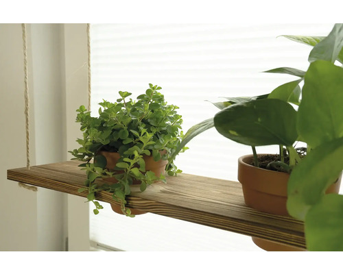 Závěsná police s hrnkovými rostlinami u okna