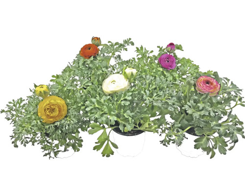 Kvetoucí rostlina pryskyřníku v květináči