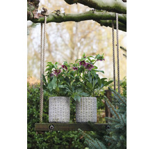 Dvě čemeřice ve strukturovaných květináčích na dřevěné houpačce na zahradě.