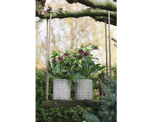 Dvě čemeřice ve strukturovaných květináčích na dřevěné houpačce na zahradě.