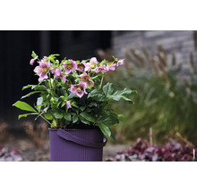 Helleborus rostlina v květináči s rukojetí