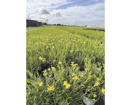 Pole se žlutě kvetoucími rostlinami třezalky.