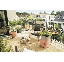 Balkónová scéna s rostlinami v květináčích, posezením a psem