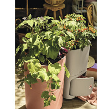 Zvýšené záhony s rostoucí zeleninou, jako jsou rajčata, lilky a okurky