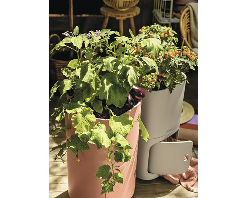 Zvýšené záhony s rostoucí zeleninou, jako jsou rajčata, lilky a okurky