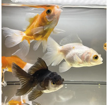 Různobarevné zlaté rybky v akváriu