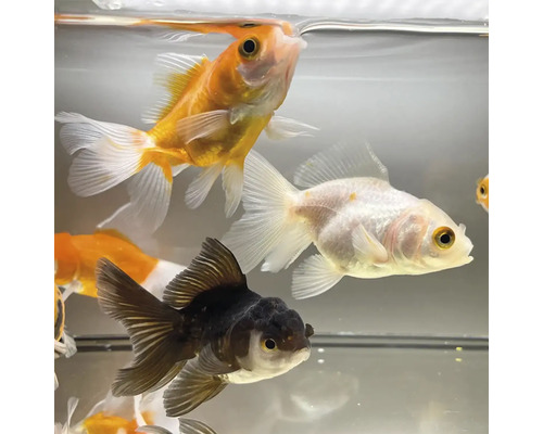 Různobarevné zlaté rybky v akváriu