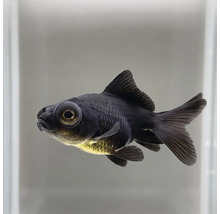 Černá teleskopická ryba v akváriu