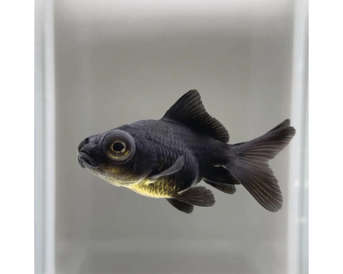 Černá teleskopická ryba v akváriu