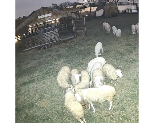 Stádo ovcí na ranči s budovou stáje.