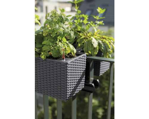 Balkonový truhlík s rostlinami, připevněný k zábradlí.