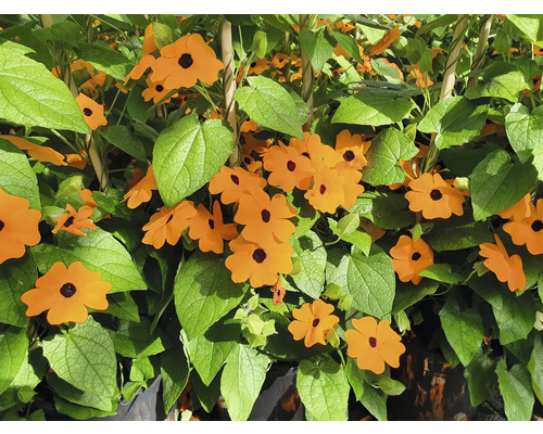 Pnoucí rostlina s oranžovými květy a zelenými listy