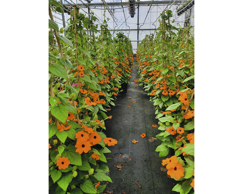 Skleník s kvetoucími černookými Zuzanami popínajícími se po bambusových tyčích.