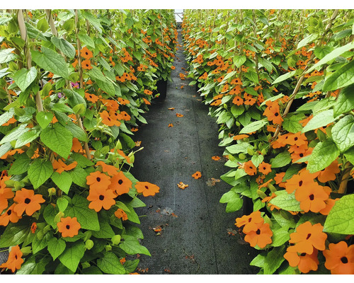 Řada popínavé okrasné rostliny Thunbergia v květináči