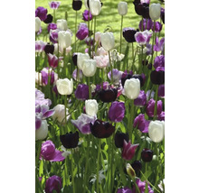 Květinový záhon s bílými, fialovými a černými tulipány