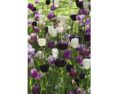 Květinový záhon s bílými, fialovými a černými tulipány