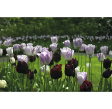 Pole fialových a černých tulipánů