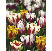 Pole s různými odrůdami tulipánů