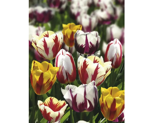 Pole s různými odrůdami tulipánů