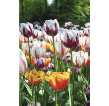 Pole s různými druhy tulipánů