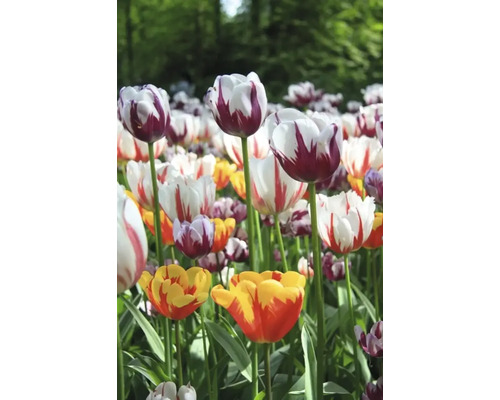 Pole s různými druhy tulipánů