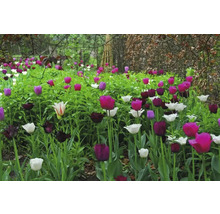 Tulipánový záhon v zahradě s různými barvami a velikostmi