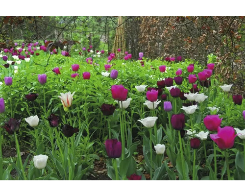 Tulipánový záhon v zahradě s různými barvami a velikostmi