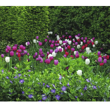 Květinový záhon s tulipány a barvínkem