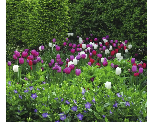 Květinový záhon s tulipány a barvínkem