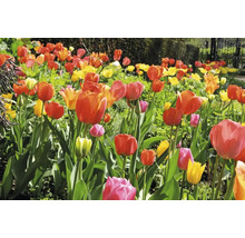 Záhon tulipánů s různými barvami na zahradě.