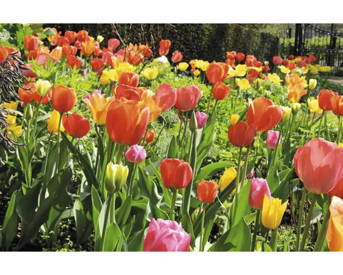 Záhon tulipánů s různými barvami na zahradě.