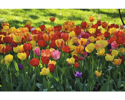 Záhon s tulipány různých barev